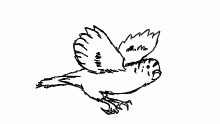 birb flap