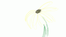 Backstory part two: Blackeyed Susan