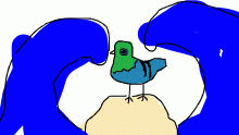 no bad water pigeon
