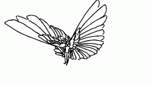 wings