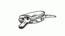 Crocodile sandwich