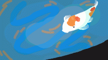 Coy Koi Fish