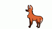Maned wolf