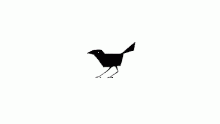 crow