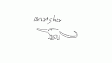 funny animales