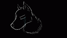 wolf.
