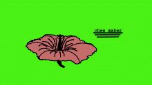 hibiscus