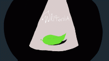 Miltonia