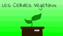 Les Cellules Vegetaux