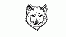 its a wolf