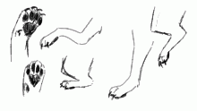 paw