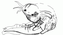 Toxoloti