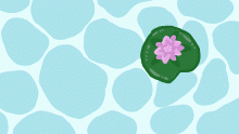 water lily