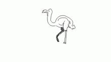 flamingo.
