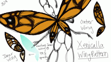 Xenicalla Wing pattern
