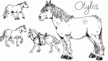 Otylia reference :)