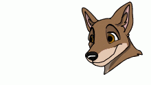 coyote