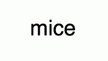 mice