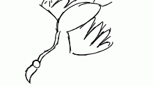 crazy bird