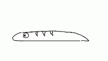 worm