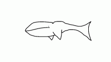 Whales 5