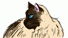 just a cat