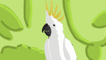 cockatoo