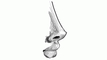 nose sketch
