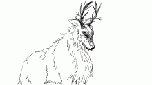 deer ig