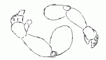 Hand/arm anatomy practice #1