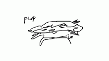 elongated goat