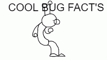 COOL BUG FACTS