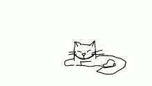 my kitten