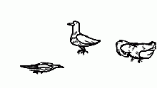 Birb doodles