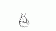 bunhy
