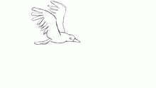 Flying bird