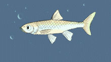 Minnow!