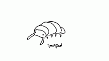 isopod