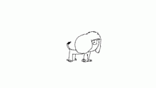 Practice Dog