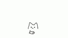 cat & fish infinity video