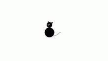 circle cat.
