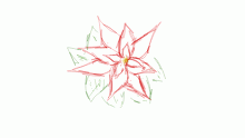 Poinsettia Plant