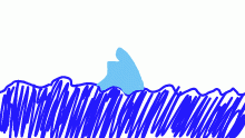 shark in the water