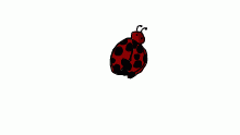 Cute ladybuggo