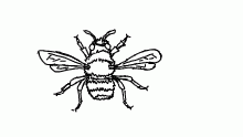 some .... bee thing
