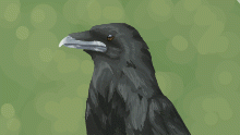 Crow