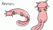 axolotl