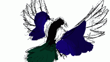 Black-Billed Magpie