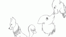 wolf and fox