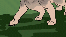 Grey wolf